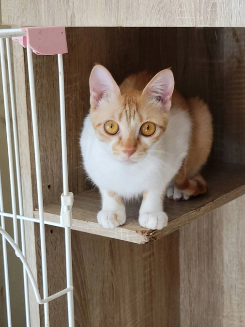 最後までお薬を買ってあげることが出来るのだろうか…    不安な気持ちがなかったわけではありません。