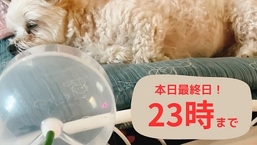 チワマルのビッケ僧帽弁閉鎖不全症 治療費のご支援をお願いします！ のトップ画像