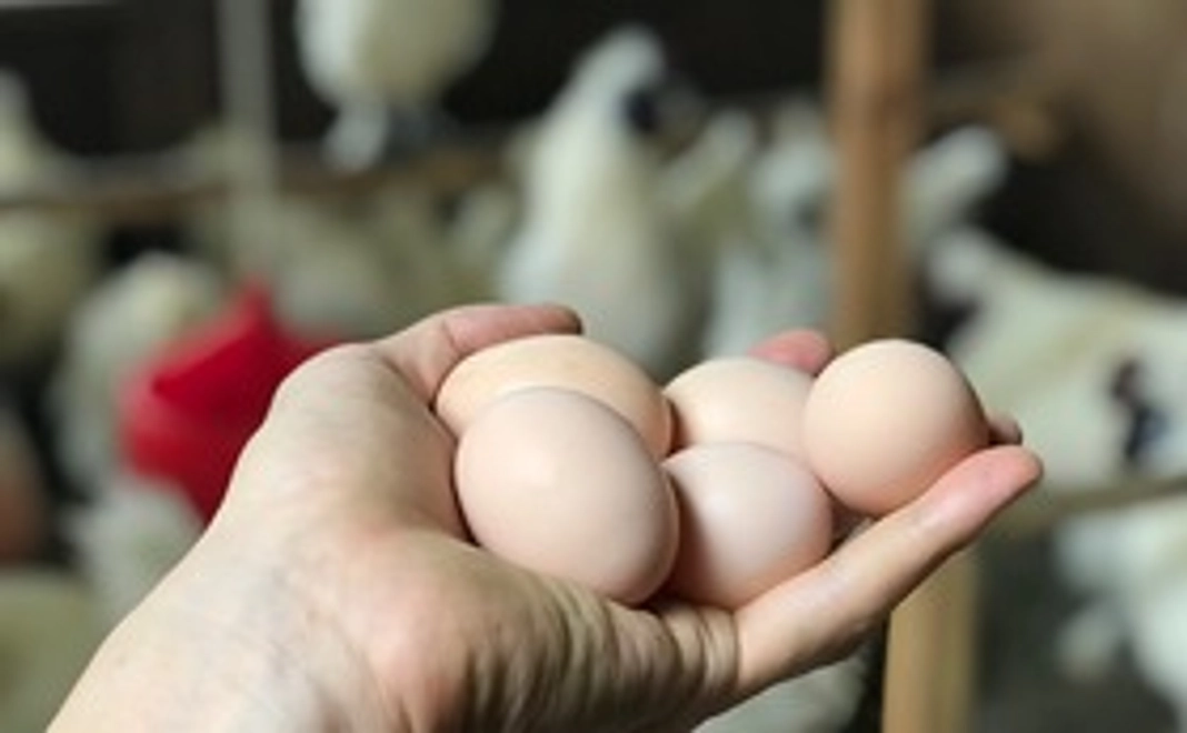 烏骨鶏セラピー体験権利+烏骨鶏の有精卵4個