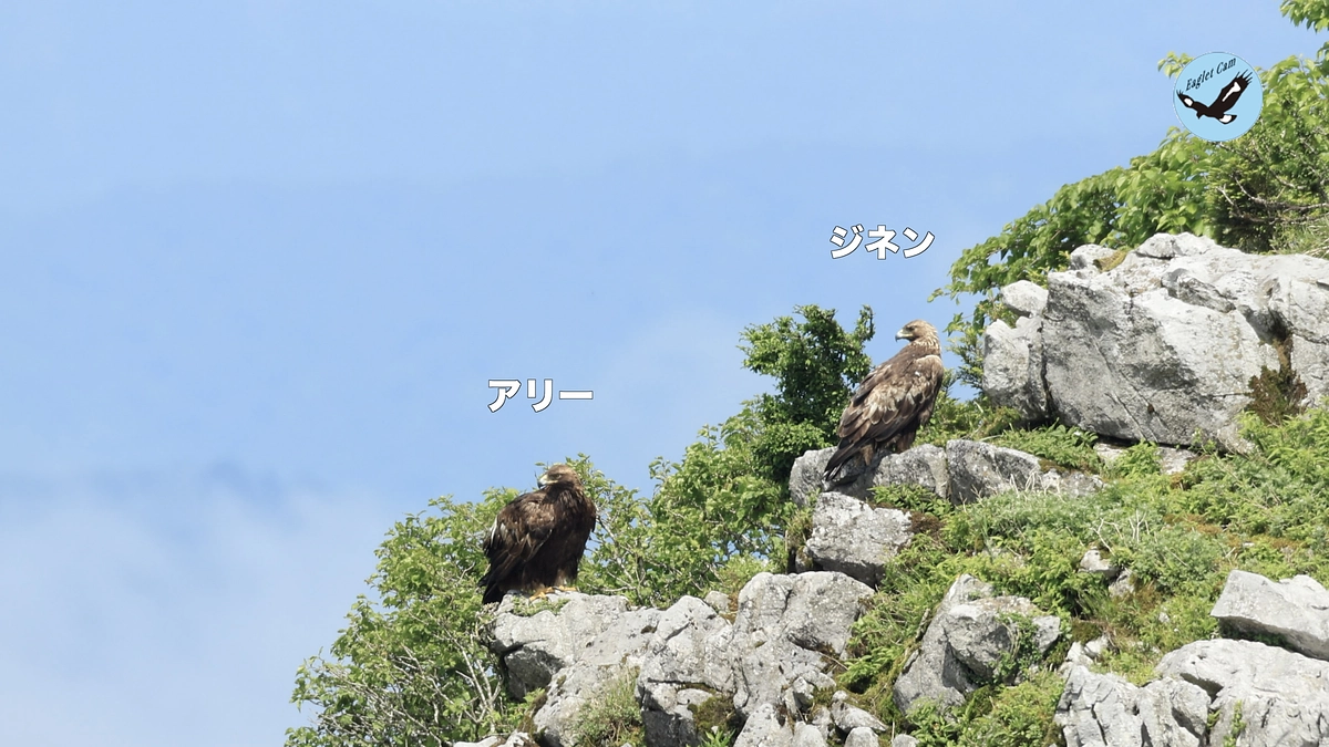 2人の米原市長が、伊吹山のイヌワシペアに名前を付けてくださいました