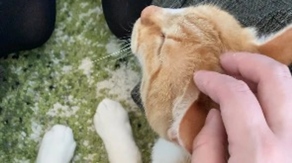 投薬51日目（プロジェクト開始11日目）