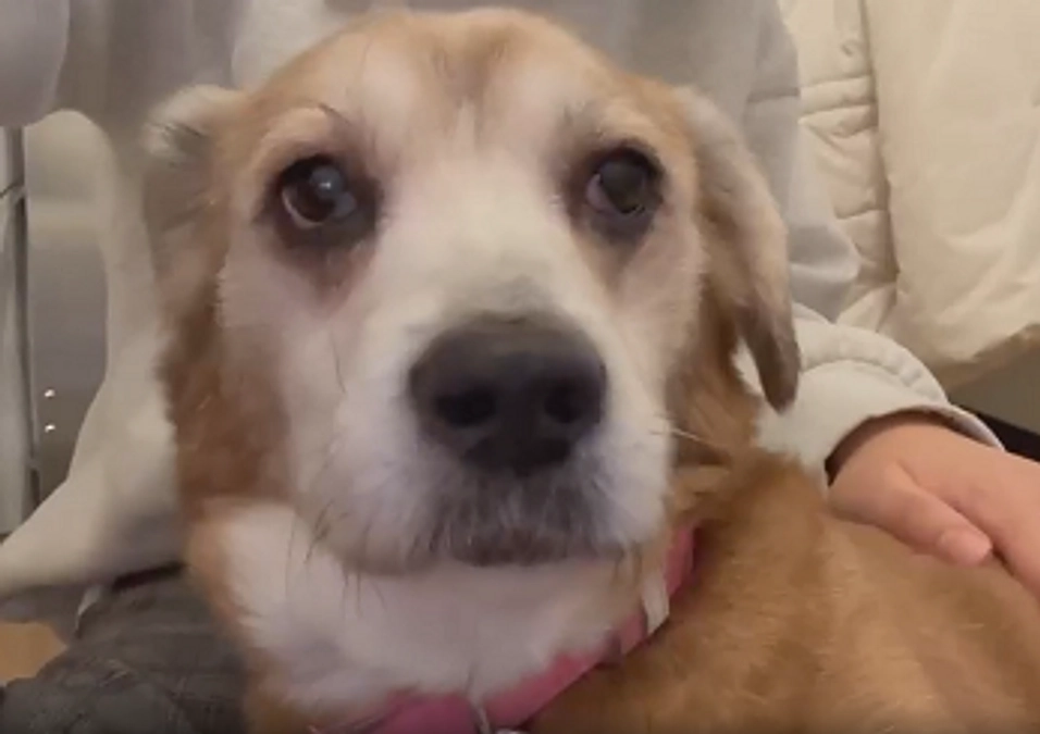 初日ご支援のお礼＆個人ボランティア代表さんが亡くなり、当会で保護っ子を引き継ぎました。