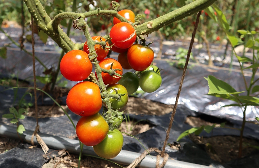 ７月の野外体験実習、無事終了しました！【共生科学センター】