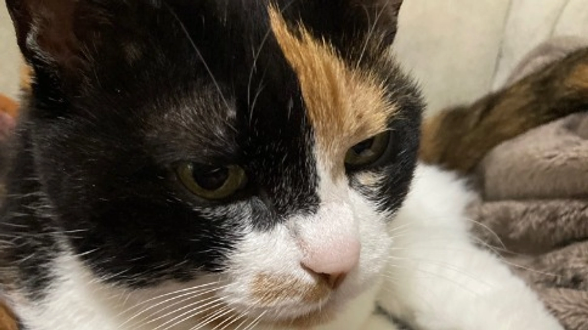 ■活動報告_12：通院報告とご支援のお願い