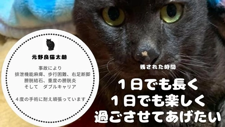 怪我、病気、ダブルキャリア4度の手術に耐えた太朗の治療を続けたい