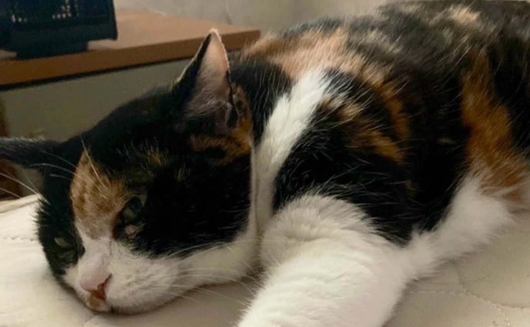 モモへのご支援_1,000円