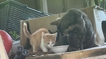 外猫未手術0に！一代で猫生全う出来ますようご協力ください。 のトップ画像