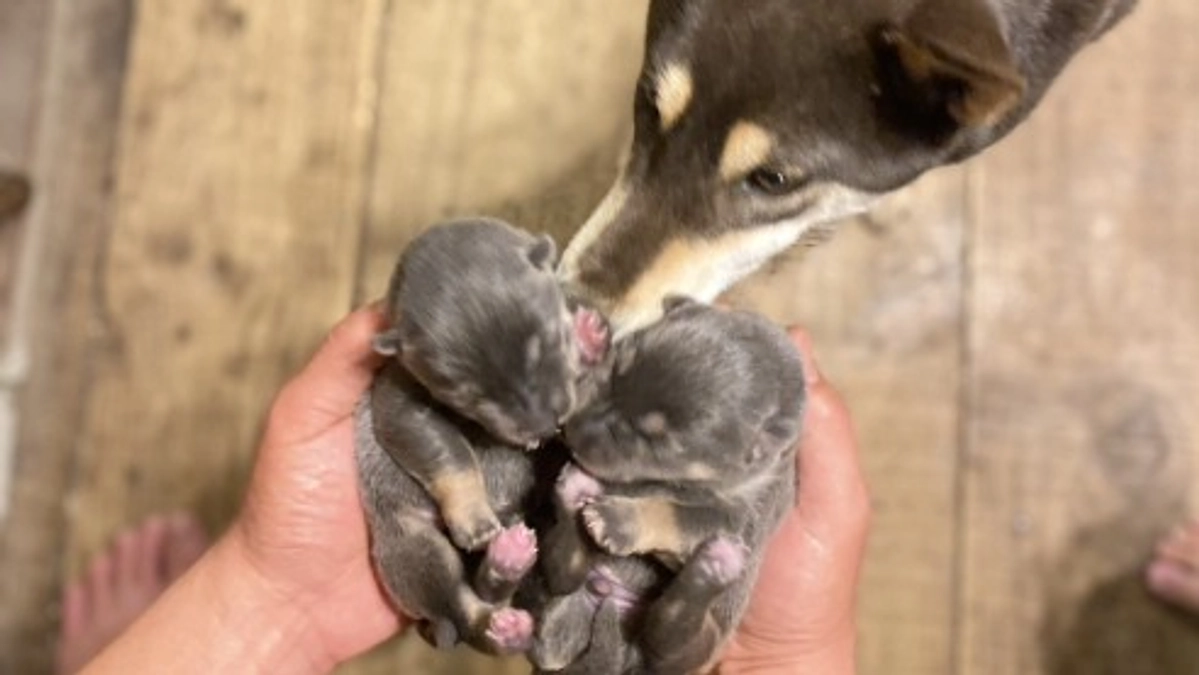 『クマと森とヒトと犬』について講演させていただきました。