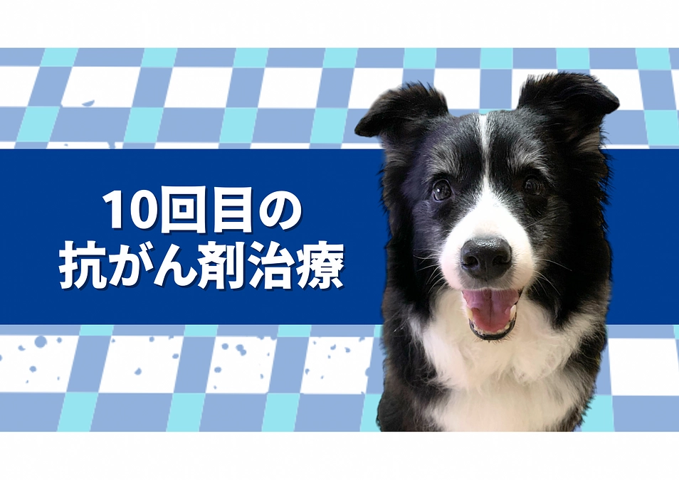 10回目の抗がん剤治療の日。