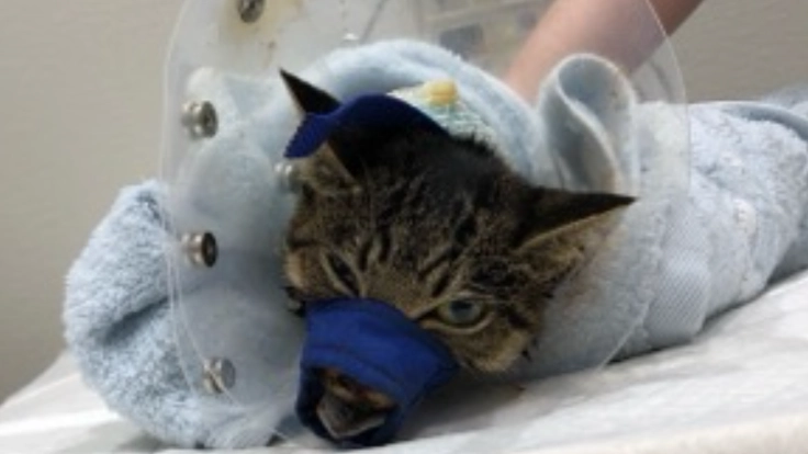 子猫の顎が重傷。元気になると信じて!