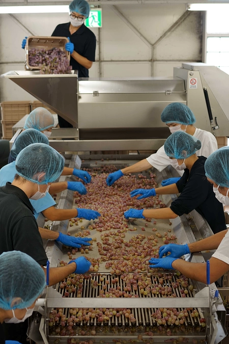 大学産ワインはブドウそのまま　山梨大が挑む「シン・プロジェクト」