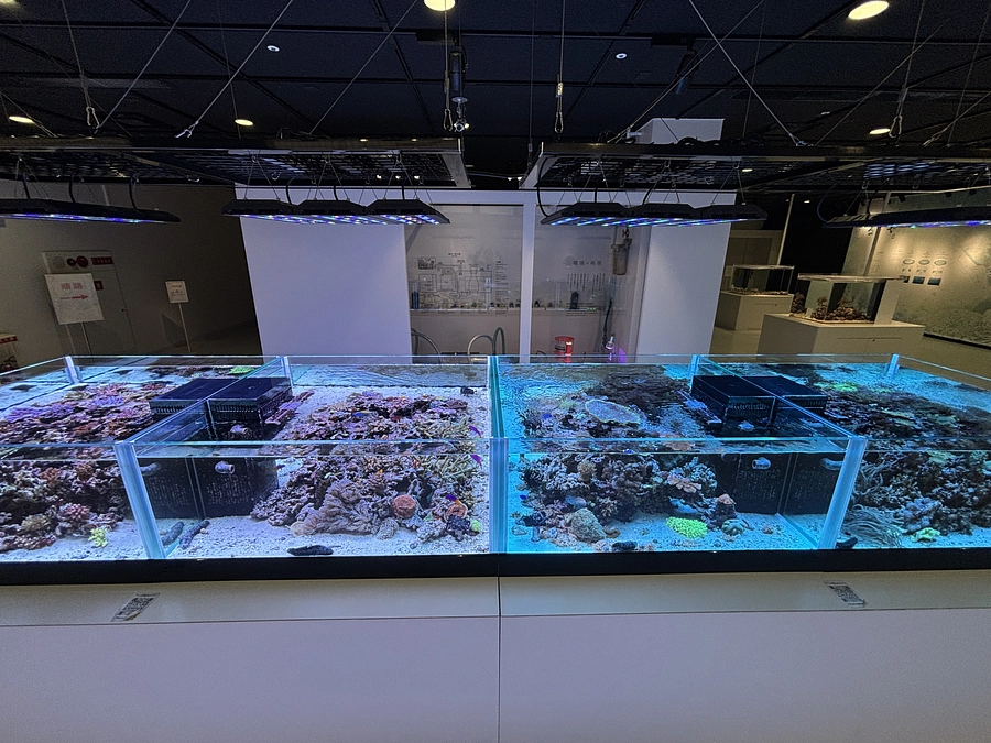 サンゴの飼育Ⅱ（照明編）