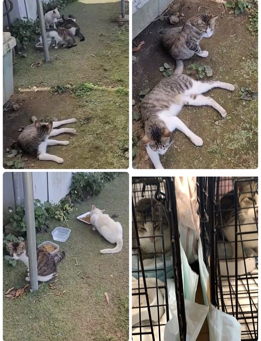 多頭飼育崩壊・保護した猫たち