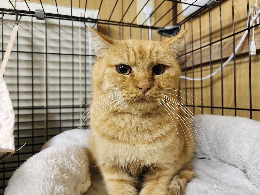 プレハブハウス購入し、生き場所を失った猫ちゃん達を緊急避難出来ました。