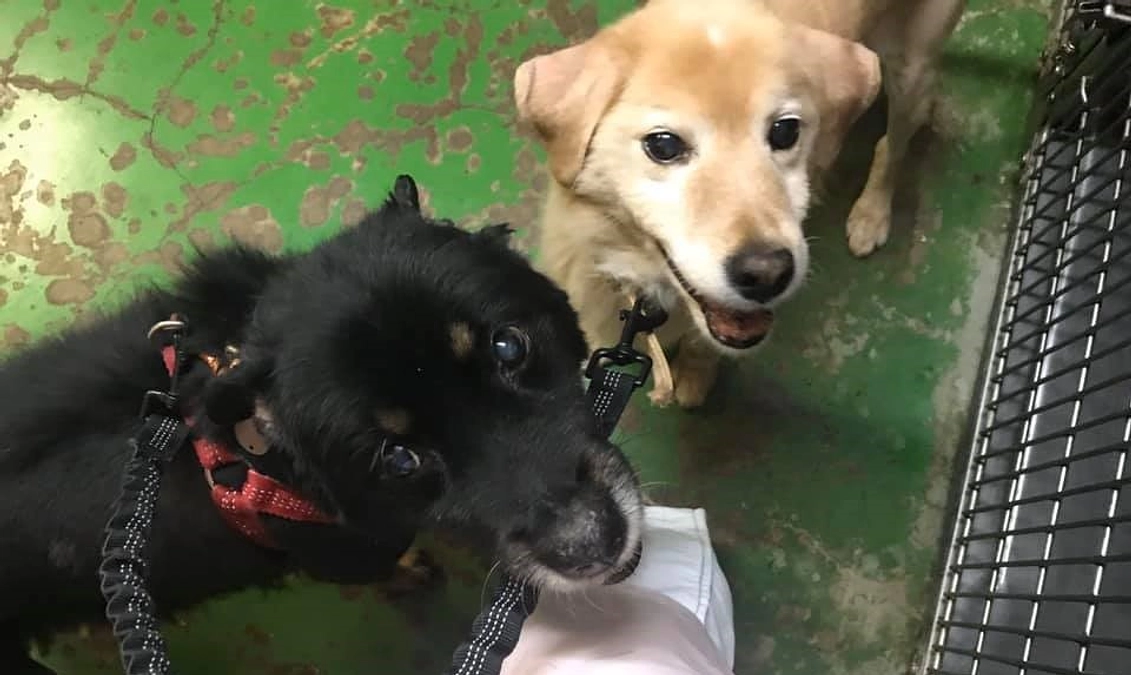 【ご報告】2024/4/8〜9 シロとザクロを納めてきました