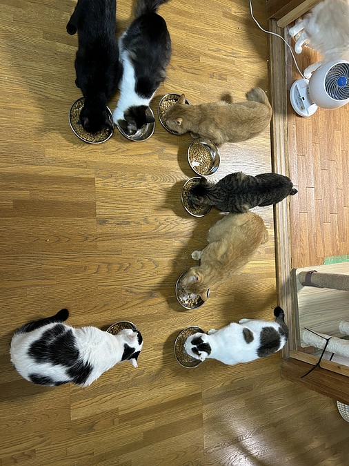 猫の森ハウスのお世話