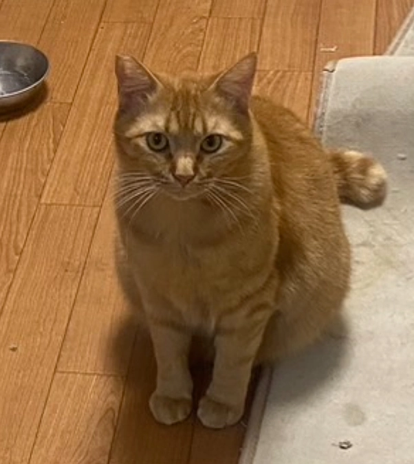 白フサ猫、茶色猫の名前が決まりました