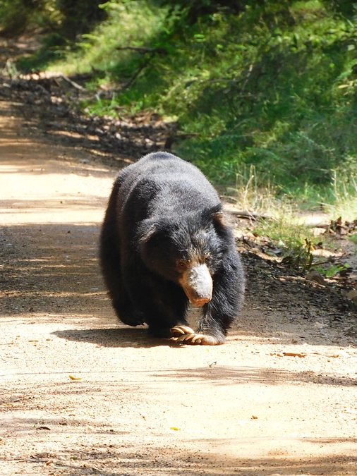 スリランカのナマケグマの生態と遺伝子構造について研究を開始します