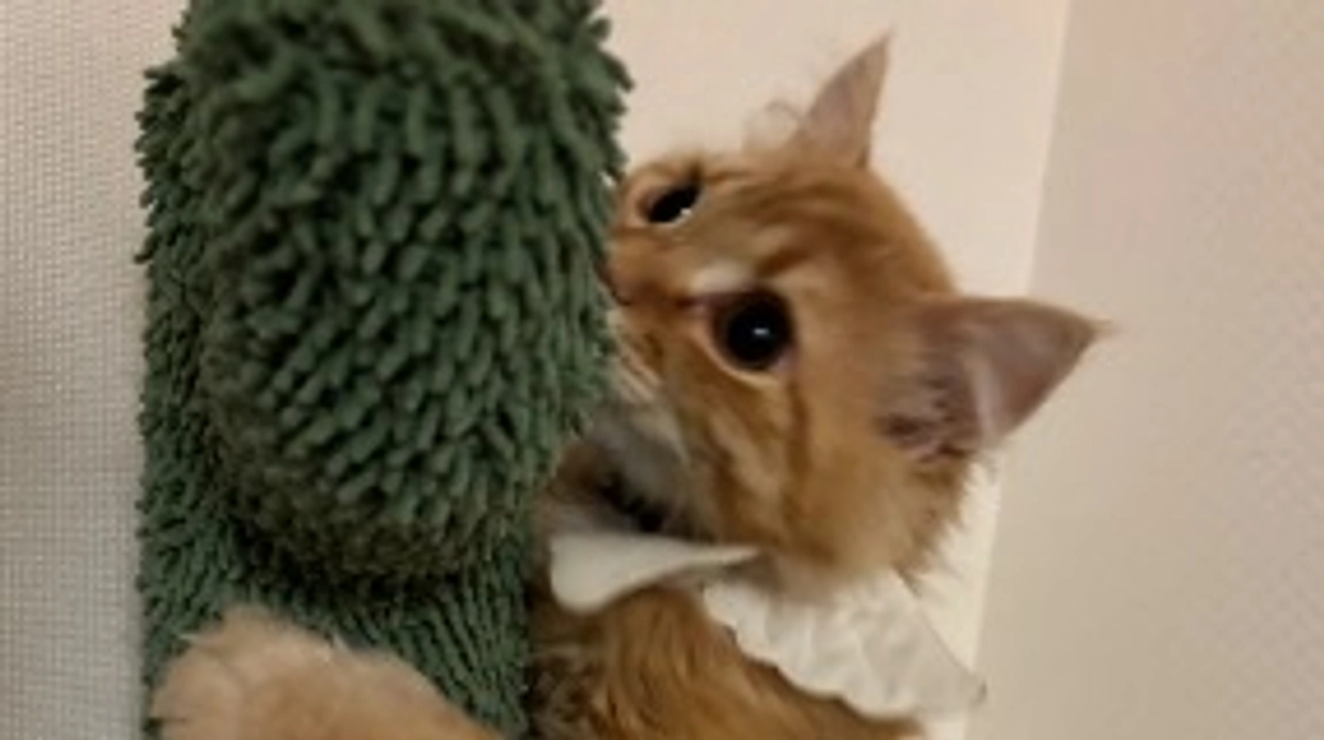 ありがとうございます