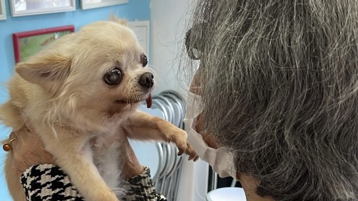 【シニアドッグサポーターで幸せになりました】高齢者と暮らし、誕生日も不明だったるみ。新たな家族の元へ
