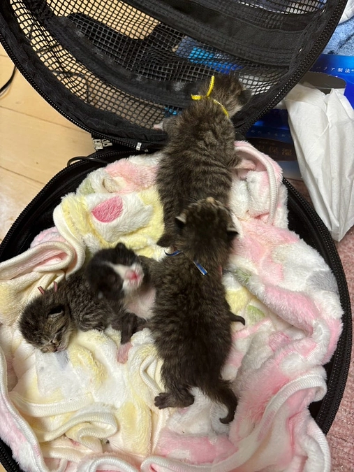 相模原市が後押し！動物も人も共に幸せに暮らすまちを目指して