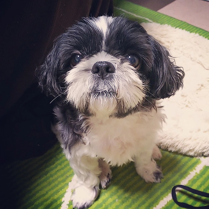 いっぱいのご支援ありがとう、なのだ