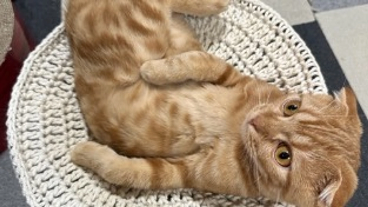 お留守番頑張ったふう