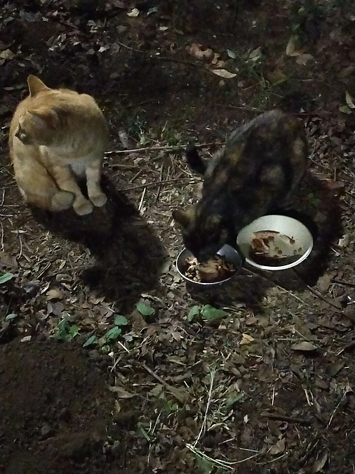 新顔のアビシニアンちゃん