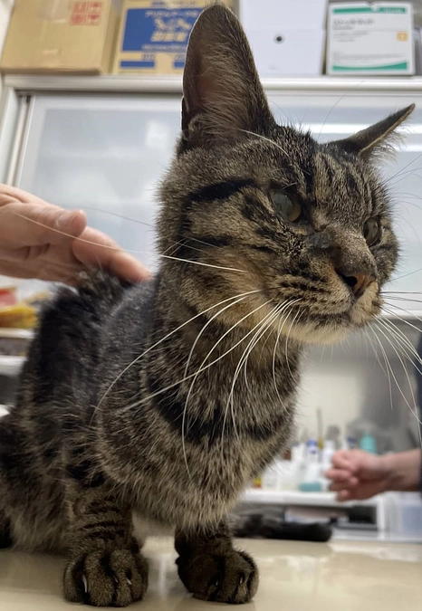 ガリガリだったおもちくんのビフォーアフター