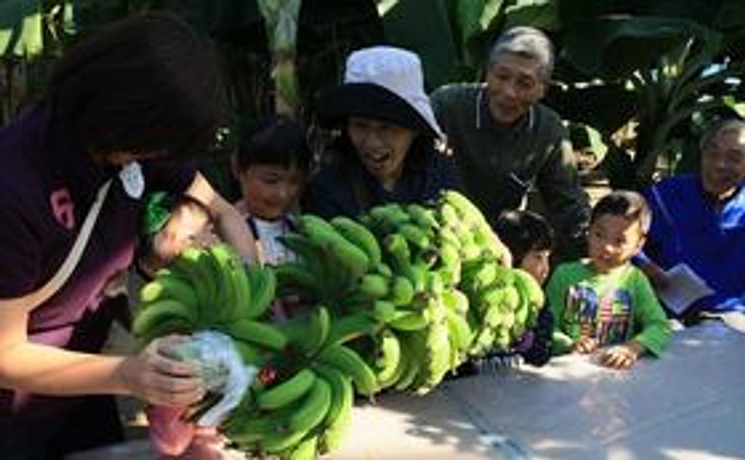 バナナ園貸切でバナナ収穫体験会