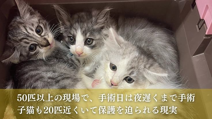 命の線引きをせず全ての猫たちのために。たんぽぽの里、覚悟の挑戦 5枚目