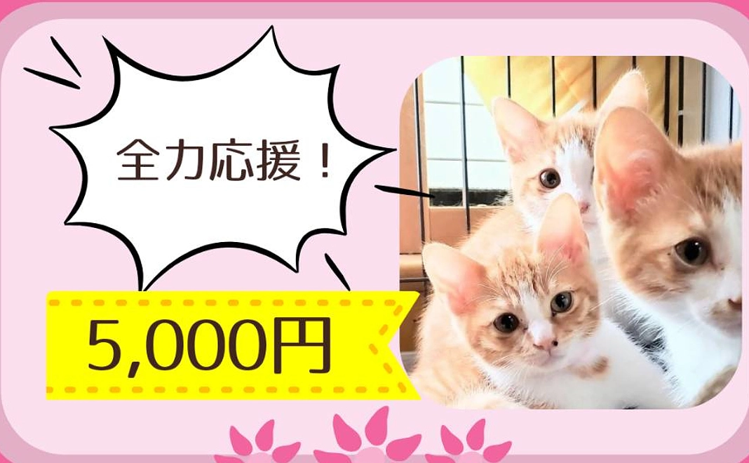 全力応援|5千円