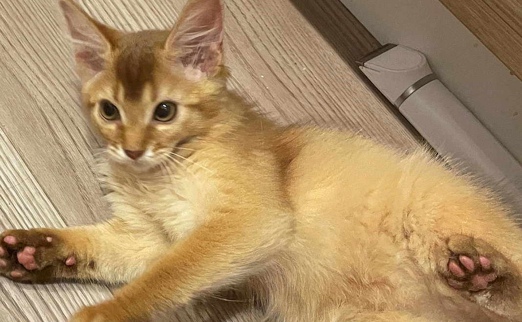 【リターン不要】リリー応援1