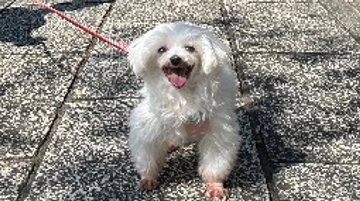 病院と神社へ行ってきました。