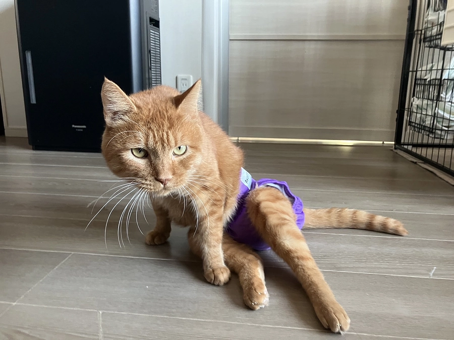 宮城県の収容猫を助けたいの想いを踏みにじられた日