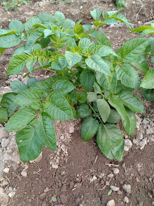 じゃがいもを植えました！　～その７　被害を受けなかったじゃがいも～