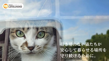 行き場のない猫を助けたい｜Love & Hand サポーター募集！ のトップ画像