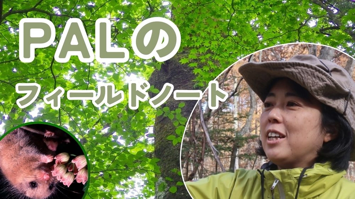 Palのフィールドノート(1)