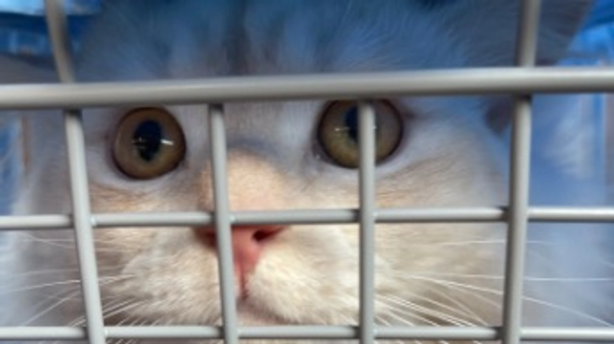 今日のトキ☀️☁️☔️