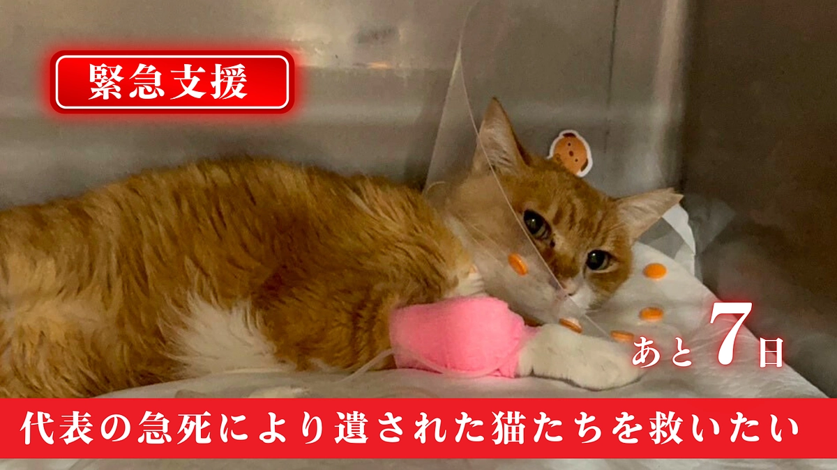 【終了まで残り1週間】サードゴール挑戦中。情報拡散にご協力ください！