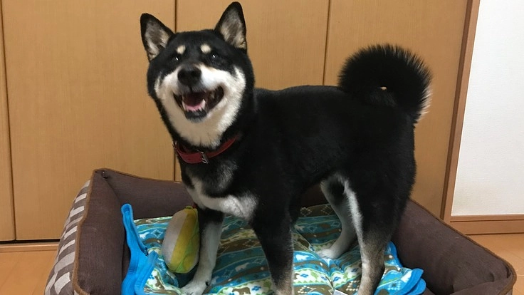 愛犬の乳腺腫瘍切除手術費用のご支援のお願い