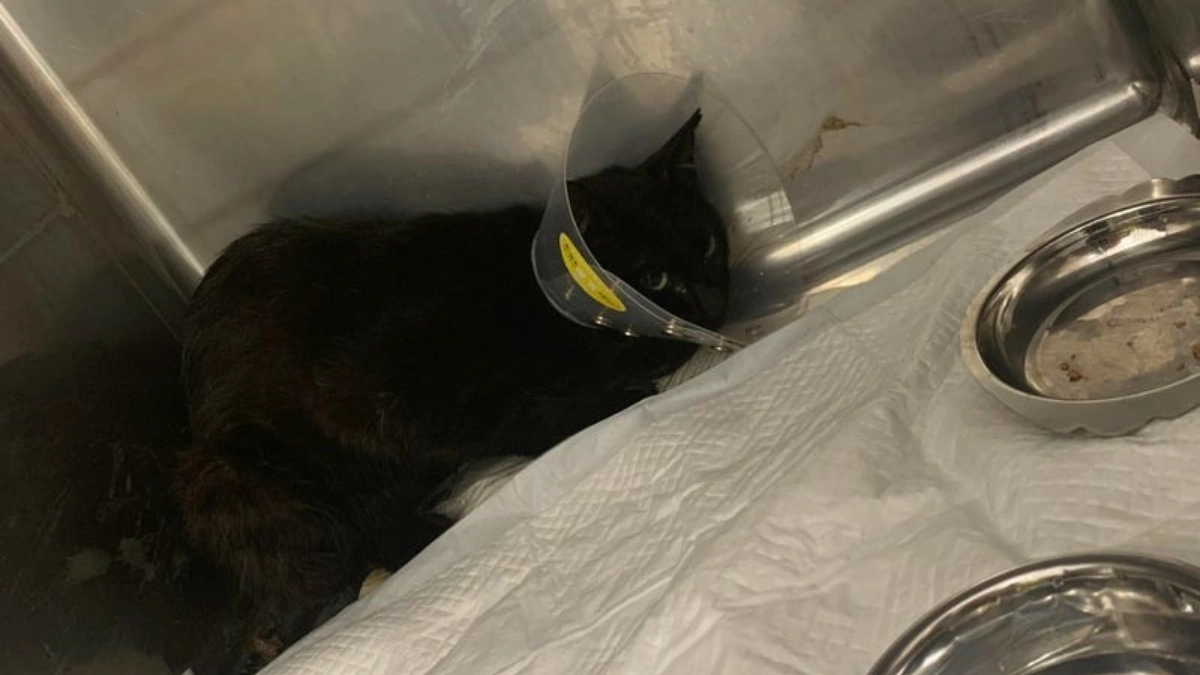 【あと8日！最終ゴールまであと143万円！】尻尾が壊死。怪我したところ保護した、黒猫の話