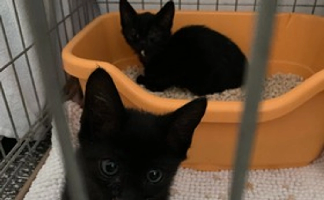 感謝のメールと写真2枚