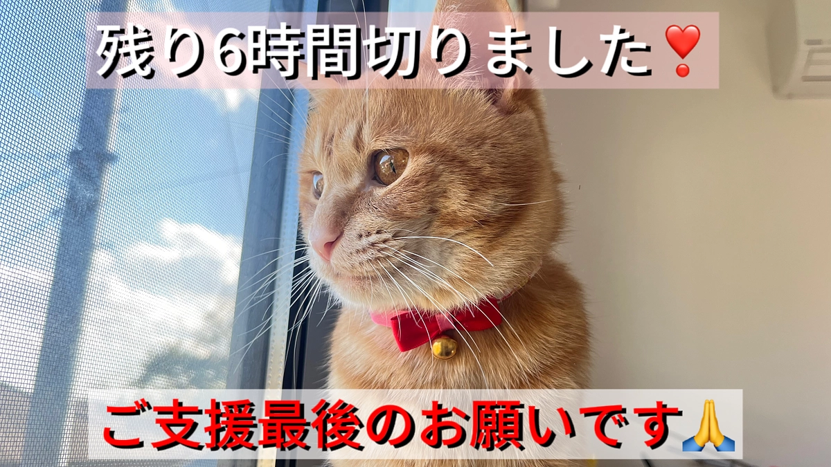 残り6時間を切りました❣️-最後のお願い🙇‍♂️😻🙇