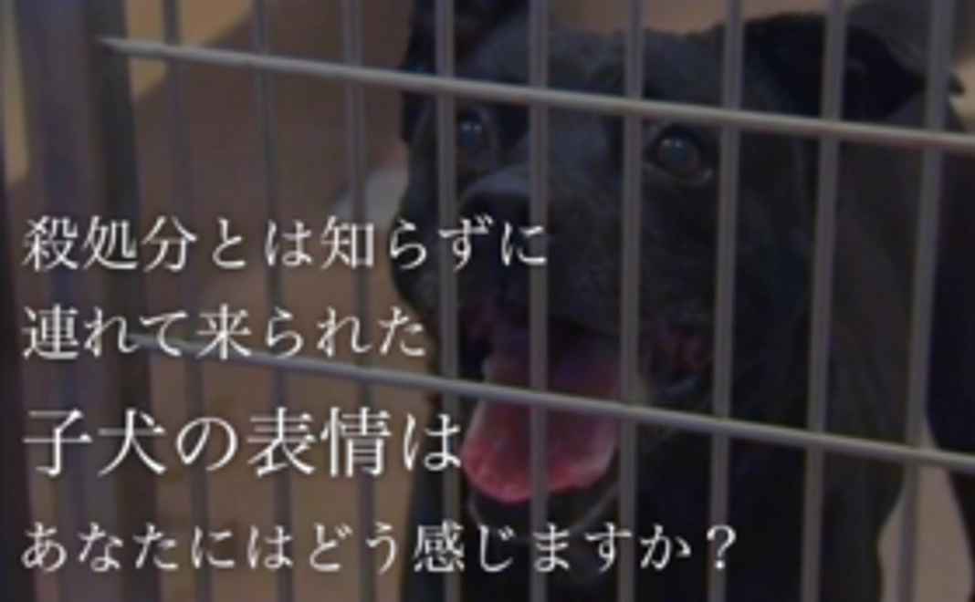 動物愛護支援コース　2