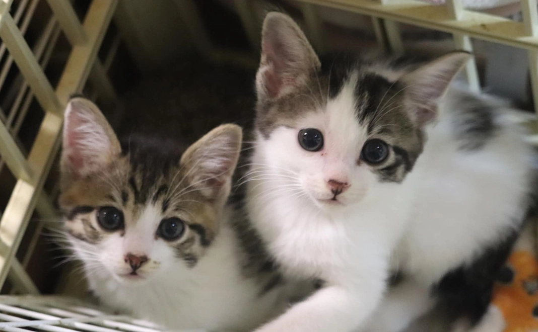 猫達を応援コース