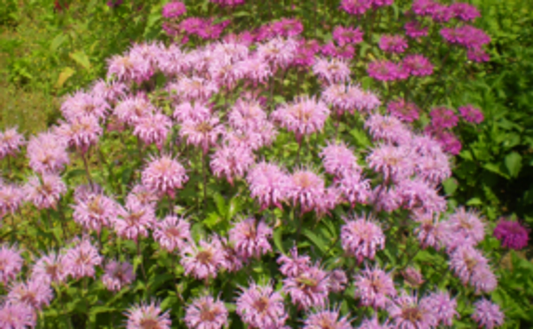 B・ハーブティーを楽しむフレッシュハーブ【限定20個】