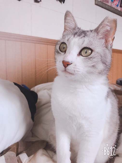 TNRについて思うこと　　Wan life スタッフ片上より