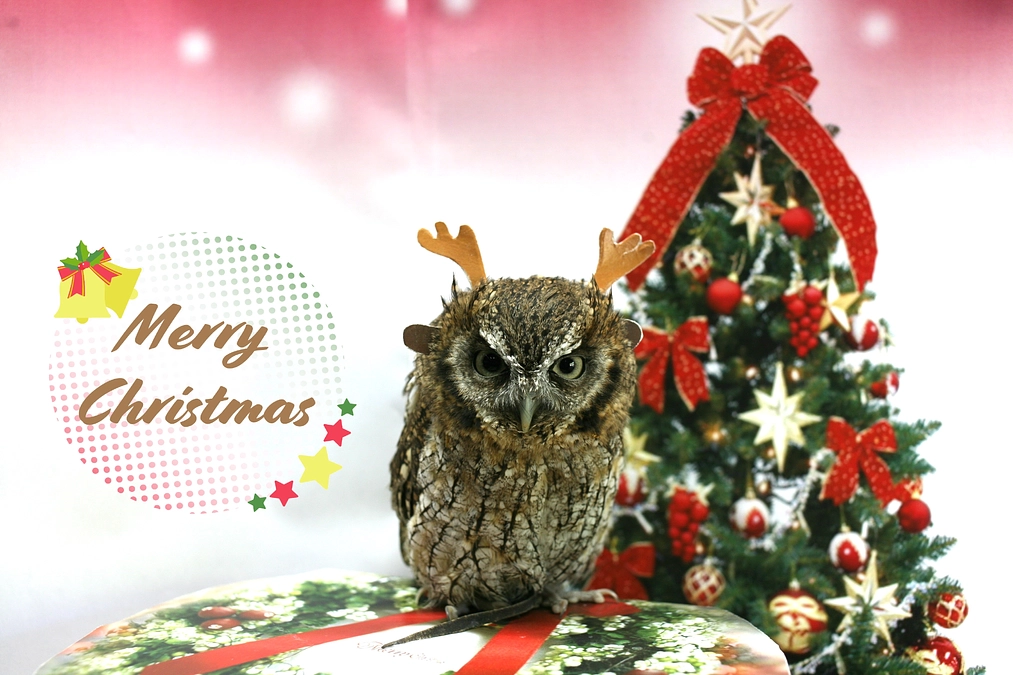メリークリスマス！
