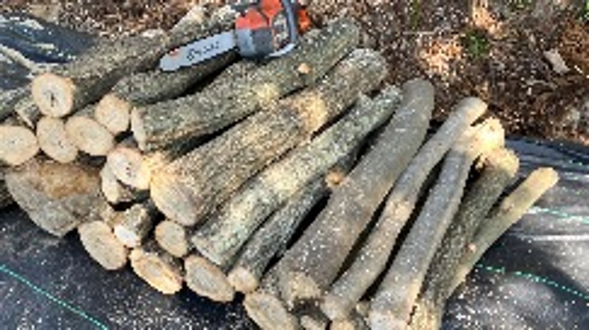 R7.2.10（日）　原木運搬＆植林地下準備